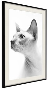 Artgeist Plagát - Hairless Cat [Poster] Veľkosť: 30x45, Verzia: Čierny rám s passe-partout