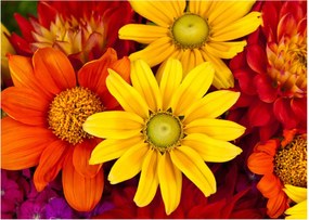 Obraz kvetov (70x50 cm)