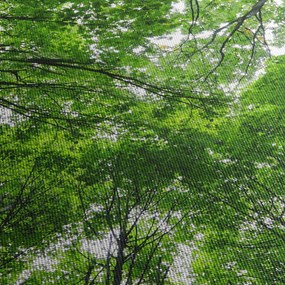 Obraz - Pohľad do korún stromov (120x50 cm)