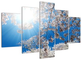 Obraz - Čerešňové kvety (150x105 cm)