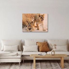 Obraz- Levíčatá (70x50 cm)