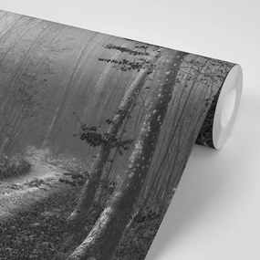 Samolepiaca fototapeta čiernobiela cestička do lesa - 150x100