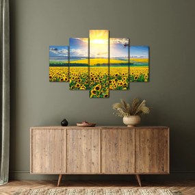 Obraz - Pole slnečníc (150x105 cm)