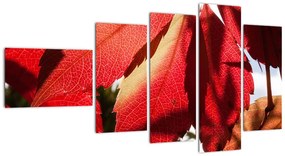 Obraz červených listov