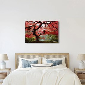 Obraz červeného japonského javora, Portland, Oregon (90x60 cm)