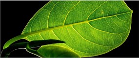Obraz - zelený list (120x50 cm)