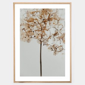 Plagát s fotografiou suchého kvetu