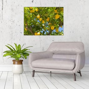 Sklenený obraz - Citrónovník (70x50 cm)