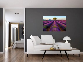 Obraz - Levanduľové pole (90x60 cm)
