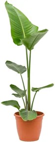 Strelitzia nicolai 1PP 24x100 cm