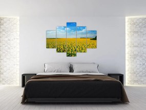 Obraz - pás slnečníc (150x105 cm)