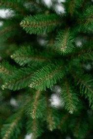 Limpol Jedľa Renata 2,20 m