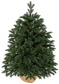 Vianočný stromček v kvetináči 3D Jedľa Pôvabná 100cm