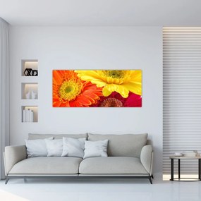 Obraz - Kvety Gerbery (120x50 cm)