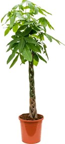 Pachira aquatica Stem braided 31x170 cm