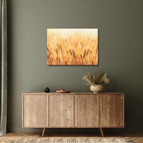 Obraz - pole s obilím (70x50 cm)