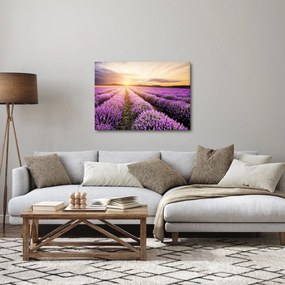 Obraz - Východ slnka v levanduľovom poli (70x50 cm)