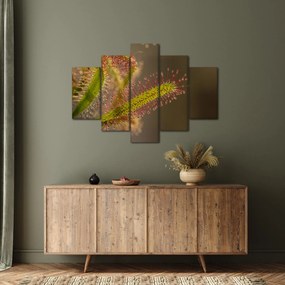 Obraz rastliny (150x105 cm)