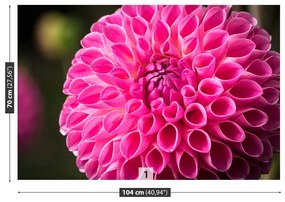 Fototapeta Vliesová Dahlia pink 312x219 cm