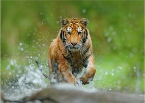 Obraz - Bežiaci tiger (70x50 cm)