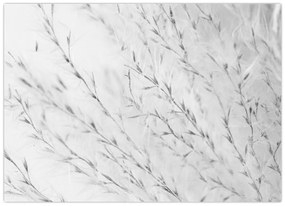 Sklenený obraz - Pampas grass N⁰2 (70x50 cm)