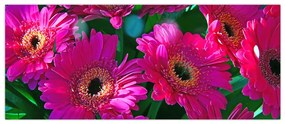 Obraz - kvety (120x50 cm)
