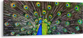 Obraz - Páv (120x50 cm)
