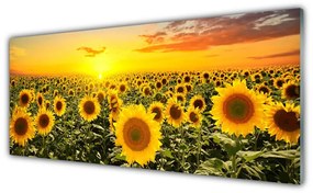 Obraz na akrylátovom skle Slnečnica 125x50 cm