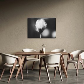 Obraz - Čiernobiely cottongrass (70x50 cm)