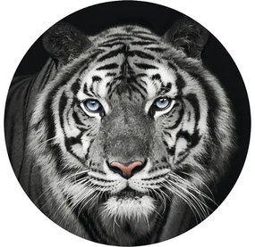 Fototapeta vliesová Tiger čb 142,5 cm