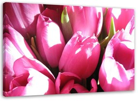 Obraz na plátně Tulipány růžový květ - 60x40 cm