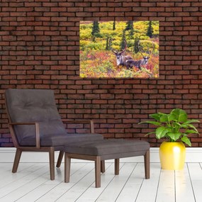 Obraz - Karibu na Aljaške (70x50 cm)