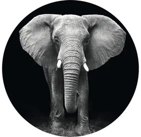 Fototapeta vliesová Slon čb 190 cm
