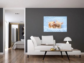 Obraz - Spiace mačiatka (90x60 cm)
