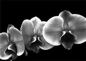 Obraz kvetu orchidey (70x50 cm)