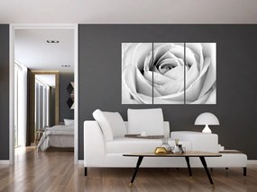 Čiernobiely obraz ruže