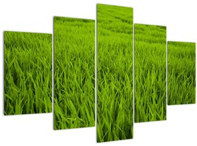 Obraz trávy (150x105 cm)