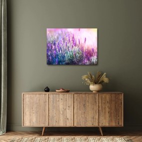 Obraz - Levanduľa vo trblietania slnka (70x50 cm)
