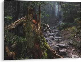 Obraz - V lese (70x50 cm)