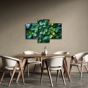 Obraz - Zelené rastliny (90x60 cm)