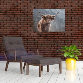 Sklenený obraz - Highlander krava (70x50 cm)