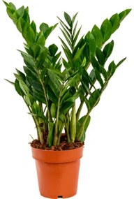 Zamioculcas zamiifolia 6tray tuft pots.17cm v. 65 cm