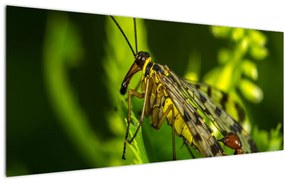 Obraz hmyzu (120x50 cm)