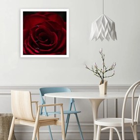 Obraz na plátně Red Rose Nature - 40x40 cm