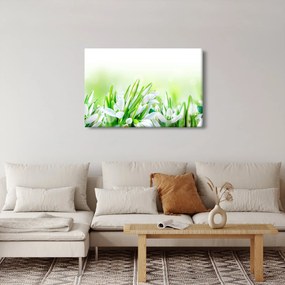 Obraz - Snežienky (90x60 cm)