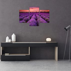 Obraz - Levanduľové pole (90x60 cm)