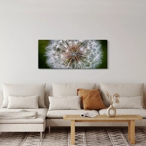 Obraz púpavy (120x50 cm)