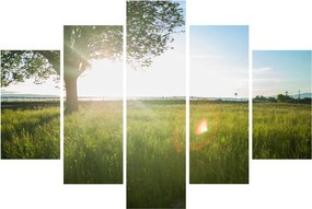 Obraz letnej lúky (150x105 cm)