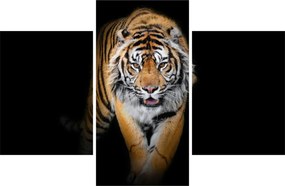 Obraz - Tiger (90x60 cm)