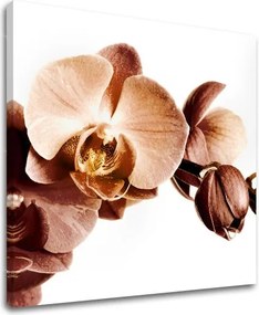 Obraz na stenu KVETY XOBKV110E12 - 40x40 cm